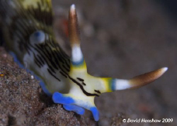 Landscape study of Nudibranch (Nembrotha lineolata) Taken... by David Henshaw 